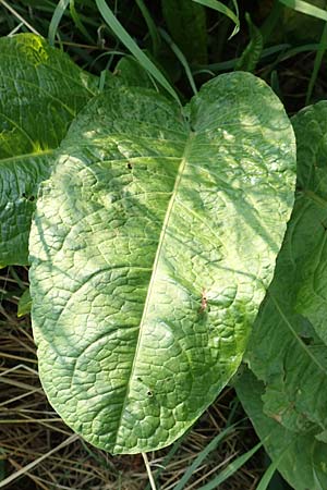 Rumex crispus \ Krauser Ampfer / Curled Dock, D Hattersheim-Eddersheim 5.9.2018