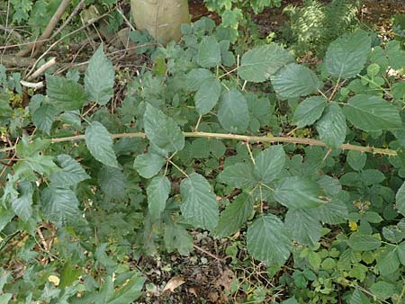 Rubus winteri \ Winters Brombeere / Winter's Bramble, D Herne 27.7.2019