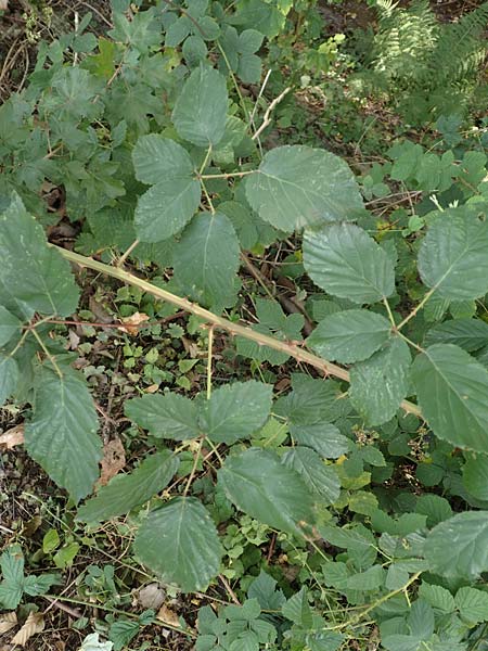 Rubus winteri \ Winters Brombeere, D Herne 27.7.2019