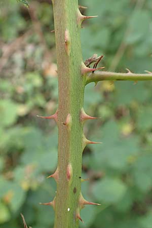 Rubus winteri \ Winters Brombeere, D Herne 27.7.2019