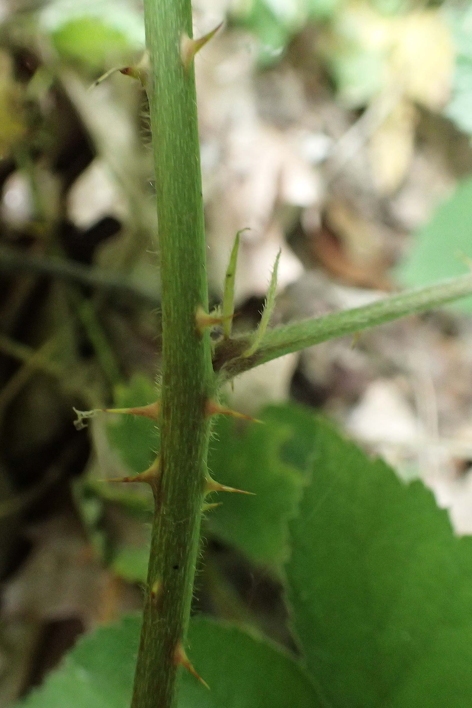 Rubus spec1 ? \ Brombeere / Bramble, D Herne 27.7.2019