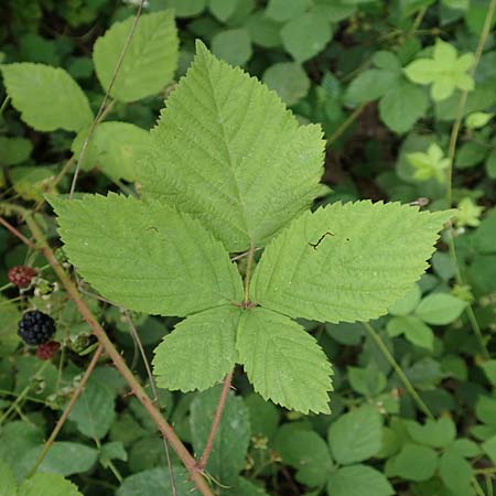 Rubus cuspidatus ? \ Zugespitzte Haselblatt-Brombeere / Cuspidate Bramble, D Hofgeismar 28.7.2019