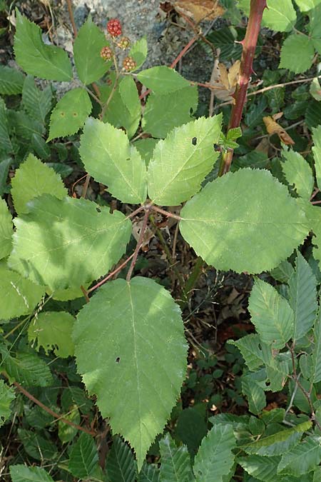 Rubus constrictus \ Zusammengezogene Brombeere, D Frankfurt-Schwanheim 4.8.2019