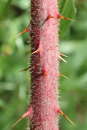 Rubus specI ? \ Brombeere, D Karlsruhe 14.8.2019