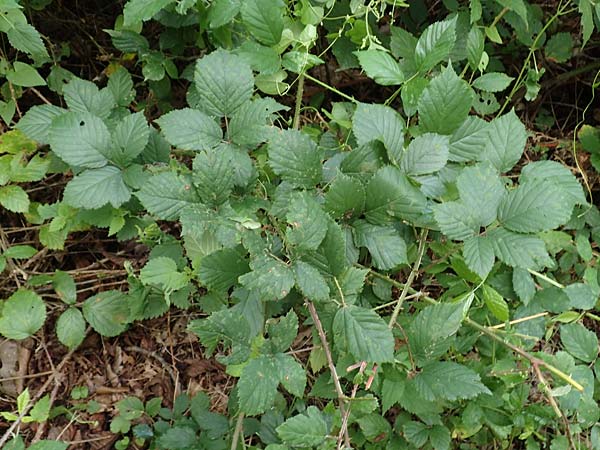 Rubus conspicuus ? \ Ansehnliche Brombeere / Bonny Bramble, D Karlsruhe 14.8.2019