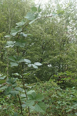 Rubus canaliculatus \ Rinnige Brombeere / Grooved Bramble, D Rheinstetten-Silberstreifen 18.8.2019