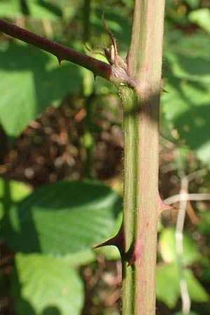 Rubus canaliculatus / Grooved Bramble, D Rheinstetten-Silberstreifen 18.8.2019