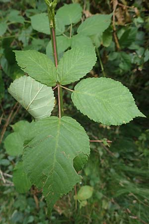 Rubus canaliculatus / Grooved Bramble, D Ettlingen-Schluttenbach 18.8.2019
