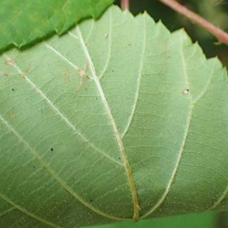 Rubus canaliculatus \ Rinnige Brombeere / Grooved Bramble, D Ettlingen-Schluttenbach 18.8.2019