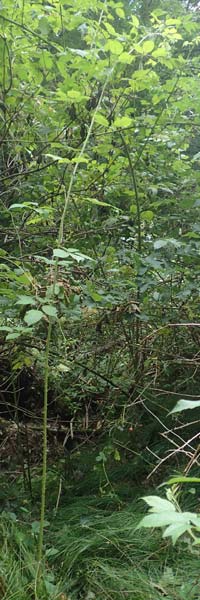 Rubus canaliculatus \ Rinnige Brombeere / Grooved Bramble, D Ettlingen-Schluttenbach 18.8.2019