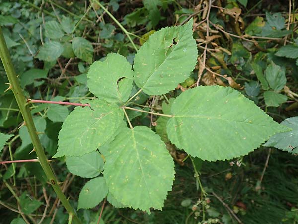 Rubus canaliculatus / Grooved Bramble, D Ettlingen-Schluttenbach 18.8.2019