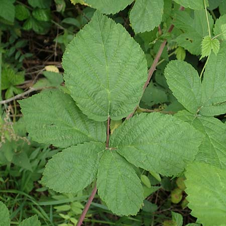 Rubus spec4 ? \ Haselblatt-Brombeere / Bramble, D Pfinztal-Berghausen 20.8.2019