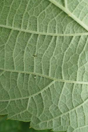 Rubus spec4 ? \ Haselblatt-Brombeere / Bramble, D Pfinztal-Berghausen 20.8.2019