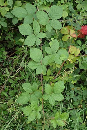 Rubus spec4 ? / Bramble, D Pfinztal-Berghausen 20.8.2019