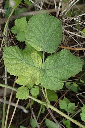 Rubus spec8 ? / Bramble, D Grünstadt-Asselheim 9.9.2019