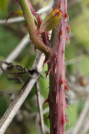 Rubus spec8 ? / Bramble, D Grünstadt-Asselheim 9.9.2019