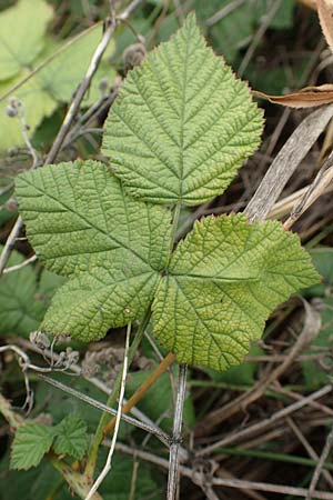 Rubus spec8 ? / Bramble, D Grünstadt-Asselheim 9.9.2019