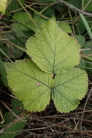 Rubus spec8 ? / Bramble, D Grünstadt-Asselheim 9.9.2019