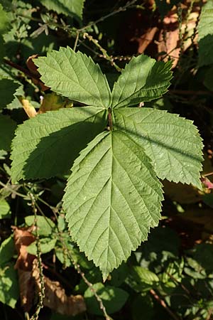 Rubus cuspidatus \ Zugespitzte Haselblatt-Brombeere / Cuspidate Bramble, D Eppingen-Elsenz 11.9.2019