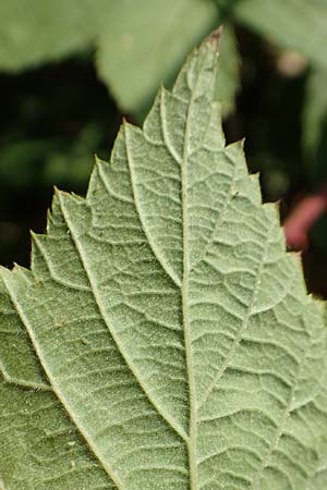 Rubus cuspidatus \ Zugespitzte Haselblatt-Brombeere, D Eppingen-Elsenz 11.9.2019