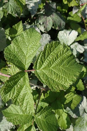 Rubus caesius / Dewberry, D Mannheim 15.9.2019