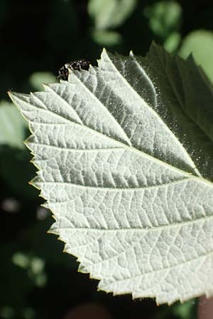 Rubus canescens \ Filz-Brombeere, D Schriesheim 19.5.2020