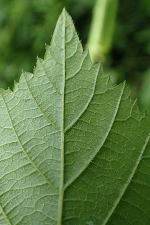 Rubus calvus \ Kahlkpfige Haselblatt-Brombeere / Bald-Headed Bramble, D Spessart, Mernes 20.6.2020