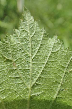Rubus curvaciculatus \ Krummnadelige Brombeere / Curved-Spined Bramble, D Spessart, Obersinn 21.6.2020