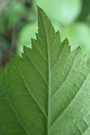 Rubus calvus \ Kahlkpfige Haselblatt-Brombeere / Bald-Headed Bramble, D Spessart, Obersinn 21.6.2020