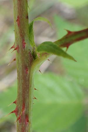 Rubus curvaciculatus \ Krummnadelige Brombeere, D Langenprozelten 21.6.2020