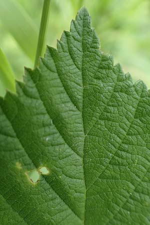 Rubus curvaciculatus \ Krummnadelige Brombeere, D Langenprozelten 21.6.2020