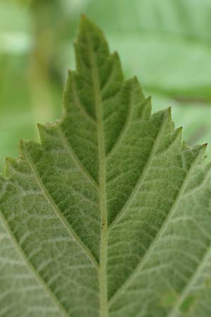 Rubus curvaciculatus \ Krummnadelige Brombeere, D Langenprozelten 21.6.2020