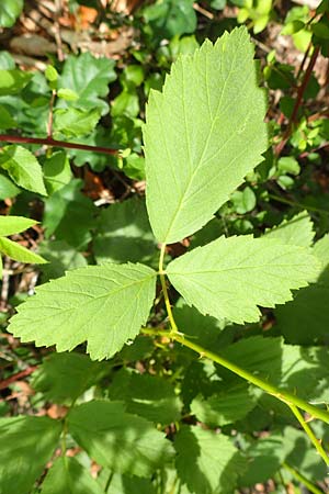 Rubus canescens / Wooly Bramble, D Dillenburg-Donsbach 21.6.2020