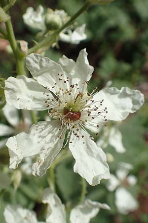 Rubus canescens \ Filz-Brombeere / Wooly Bramble, D Dillenburg-Donsbach 21.6.2020