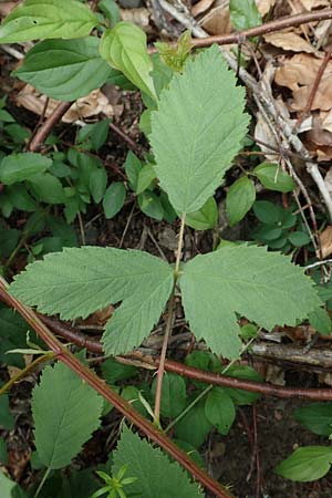 Rubus canescens \ Filz-Brombeere, D Dillenburg-Donsbach 21.6.2020