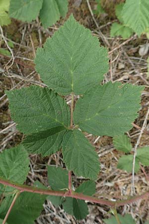 Rubus camptostachys / Hairy Bramble, D Siegbach-Übernthal 22.6.2020