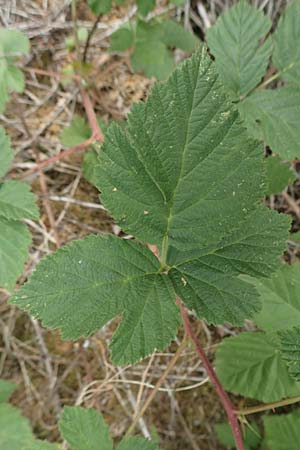 Rubus camptostachys / Hairy Bramble, D Siegbach-Übernthal 22.6.2020