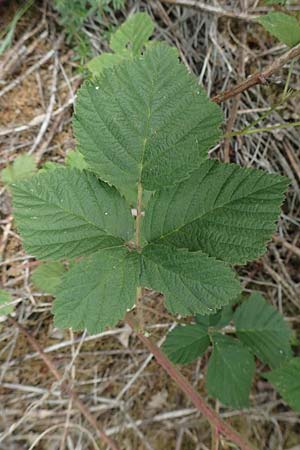 Rubus camptostachys / Hairy Bramble, D Siegbach-Übernthal 22.6.2020