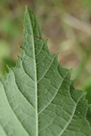 Rubus cyanophyllus / Blue-Leaved Bramble, D Odenwald, Grasellenbach 14.7.2020