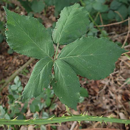 Rubus adspersus \ Hainbuchenblttrige Brombeere / Beech-Leaved Bramble, D Wankumer Heide 27.7.2020