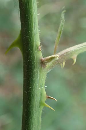 Rubus adspersus \ Hainbuchenblttrige Brombeere, D Wankumer Heide 27.7.2020