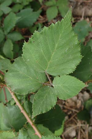 Rubus adspersus \ Hainbuchenblttrige Brombeere, D Wankumer Heide 27.7.2020