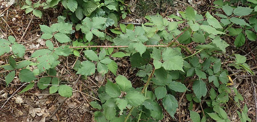 Rubus adspersus \ Hainbuchenblttrige Brombeere / Beech-Leaved Bramble, D Wankumer Heide 27.7.2020