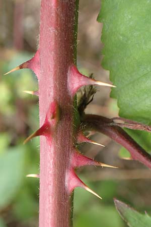 Rubus adspersus \ Hainbuchenblttrige Brombeere, D Wankumer Heide 27.7.2020