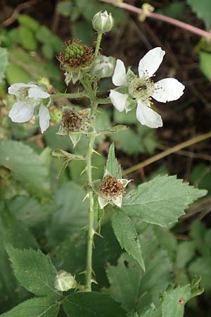 Rubus adspersus \ Hainbuchenblttrige Brombeere / Beech-Leaved Bramble, D Wankumer Heide 27.7.2020