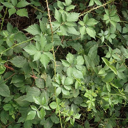 Rubus adspersus \ Hainbuchenblttrige Brombeere, D Wankumer Heide 27.7.2020