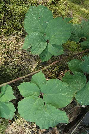 Rubus camptostachys \ Bewimperte Haselblatt-Brombeere / Hairy Bramble, D Bochum 28.7.2020