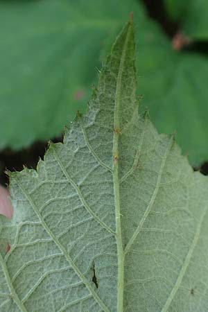 Rubus camptostachys / Hairy Bramble, D Bochum 28.7.2020