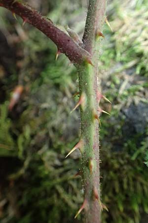 Rubus camptostachys / Hairy Bramble, D Bochum 28.7.2020