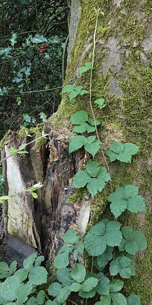 Rubus camptostachys \ Bewimperte Haselblatt-Brombeere / Hairy Bramble, D Bochum 28.7.2020